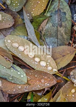 Horizontal macro shot of green cup lichens and moss growing on the edge of a weathered wooden log. Stock Photo
