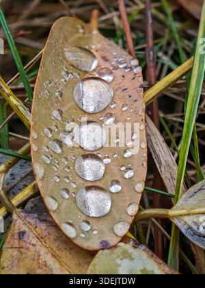 Line of four large spherical water drops on a single brown autumn leaf. Stock Photo