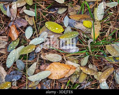 Variety of fallen autumn leaves covered in fresh raindrops on the forest floor. Stock Photo