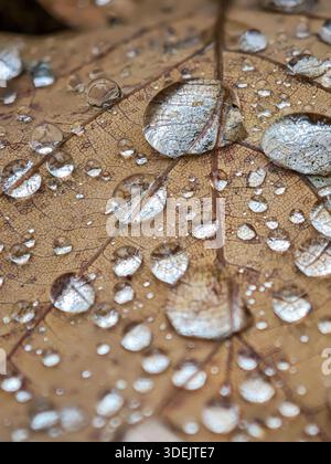 Macro shot of raindrops on a leaf with shallow depth of field and blurred background. Stock Photo