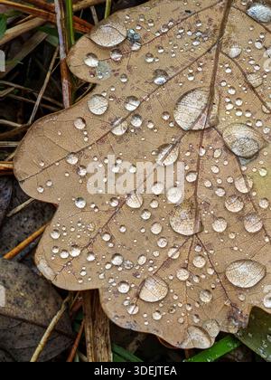 Brown oak leaf covered in small raindrops lying on the wet ground. Stock Photo