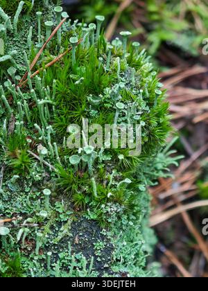 Vertical macro photography of tiny cup-shaped lichens and soft green moss on a damp forest log. Stock Photo
