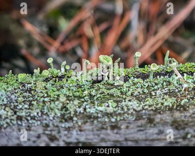 Close-up of a horizontal line of green cup lichens and moss growing on the edge of a weathered wooden beam. Stock Photo