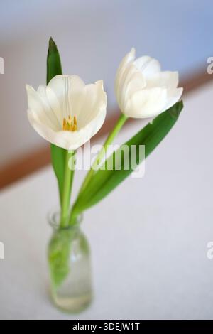 Two white tulip flowers arranged in a small glass vase, photographed with soft focus against a neutral background in a minimalist still life style. Stock Photo