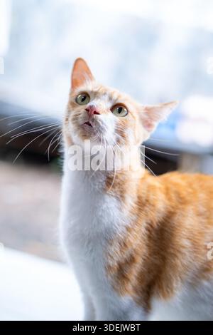 Low angle portrait of a ginger white cat looking up with mouth slightly open. Curious domestic cat in natural light Stock Photo