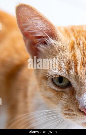 Close up portrait of a cute orange and white tabby cat with green eyes. Beautiful domestic feline looking curious and calm. Stock Photo