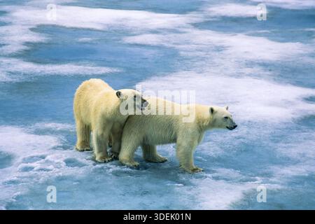 Polar bears on the ice at Svalbard Stock Photo