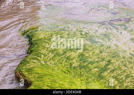 Seaweed on a rock at a sand beach with flowing water Stock Photo