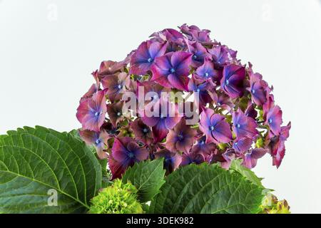 Close-up of purple hydrangea flowers with green leaves against a white background, Hydrangea (Hydrangea), Lower Saxony, Germany Stock Photo