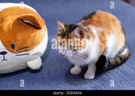 Domestic cat resting indoors at home Stock Photo