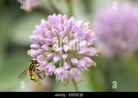 Flower Head of an Allium flower (Allium lusitanicum) and a Hornet mimic hoverfly (Volucella zonaria). close-up of Allium senescens ssp. montanum in bl Stock Photo