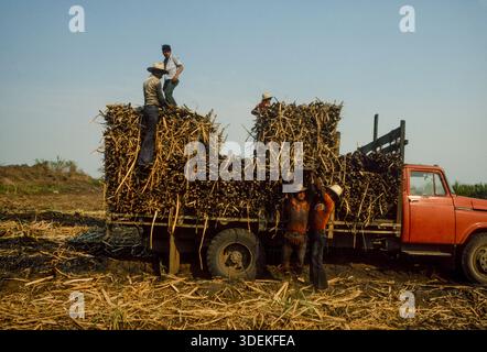 Migrant workers from the Mayan villages in the north of Guatemala working to bring in the sugar cane harvest at Santa Lucia Cotzmumalaguapa in the sou Stock Photo