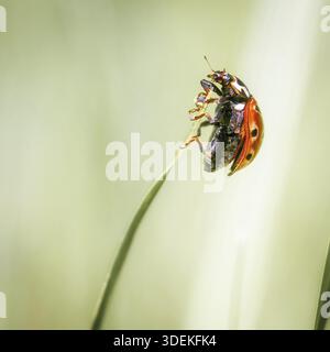One orange ladybug sitting on a green blade of grass, close-up Stock Photo