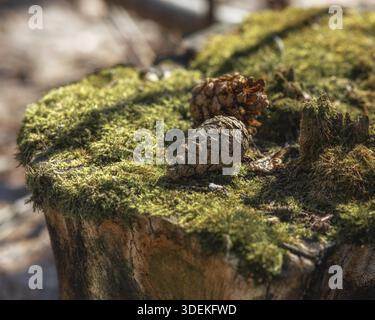 Pine cones lie on a stump covered with green moss and illuminated by the sun Stock Photo