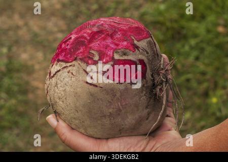 Hand holding half peeled big whole beetroot closeup Stock Photo