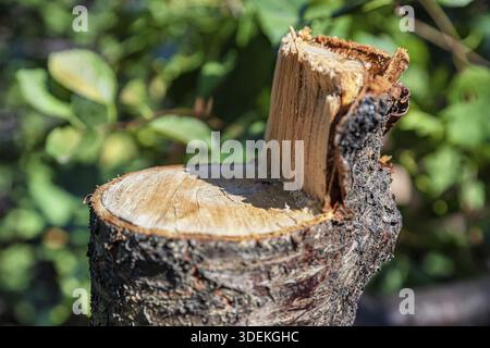 Stump left after cutting down an old fruit tree in the garden Stock Photo
