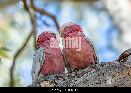 Two pink and grey parrots perched on a branch. Stock Photo