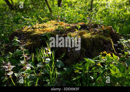 Forest landscape young graas and tree trunk with moss Stock Photo