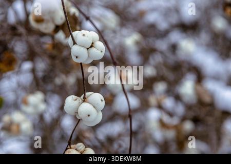 White snowberries stand out in a snowy winter park. Frosted branches and soft snow create a calm, serene scene full of seasonal charm and natural beau Stock Photo