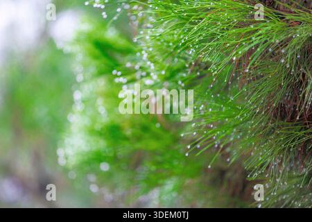 Macro shots of pine branches with dew drops or morning dew highlight the freshness of nature, the bokeh effect, and green color Stock Photo
