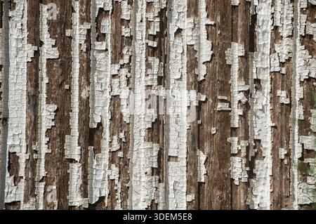 Old wooden board weathered grunge surface with cracked and peeling paint closeup as background Stock Photo