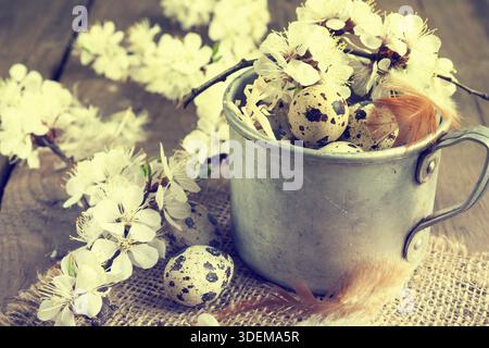Quail eggs, flowers and feather. Branch of apricot blossom, feather and quail egg in aluminum cup with sacking on a wooden board. Coloring and process Stock Photo