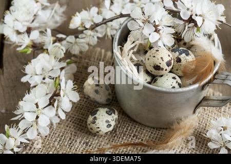Quail eggs, flowers and feather. Branch of apricot blossom, feather and quail egg in aluminum cup with sacking on a wooden board Stock Photo