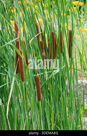Lesser Reed Mace, Typha angustifolia, dark brown, poker like seed heads, long slender leaves Stock Photo