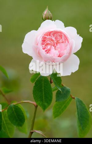 Rosa Scepter'd Isle, rosa Ausland, Shrub Rose, light pink, cupped flowers with yellow stamens Stock Photo