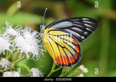 A Painted Jezebel butterfly showcases its striking colours while feeding on a Siam Weed flower in Thailand Stock Photo