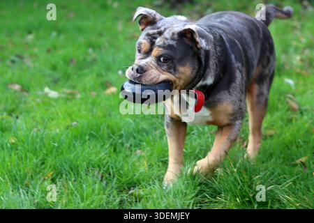 American Staffordshire Terrier playing with a toy in the garden. Stock Photo