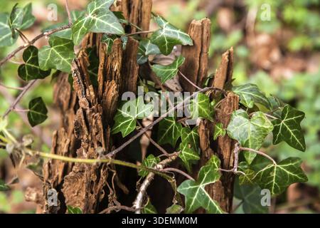 Ivy growing on rotten tree stump in the forest closeup as natural background Stock Photo