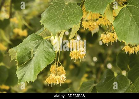 Linden blossom on a linden tree branch closeup as floral background Stock Photo
