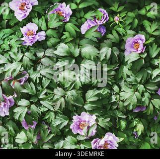 Paeonia plant in full bloom. Large foliage of tropical leaf with dark green texture. Leaf Seamless Background. Full Frame Shot Of Wet Leaves. abstract Stock Photo