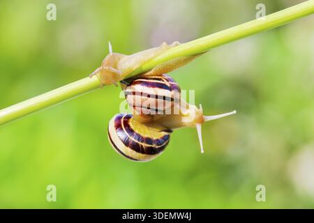 Two Animals Cepaea nemoralis - Banded Snail. Snails crawling on a plant stem on blurred green nature background Stock Photo
