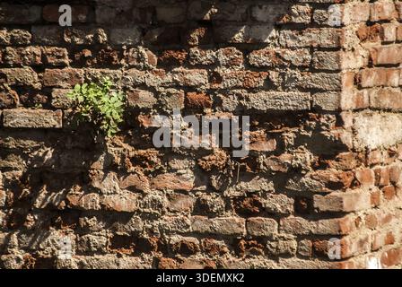 Old weathered aged grunge house brick wall with green plant Stock Photo