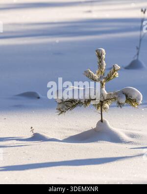 Small pine trees, covered with snow, illuminated by sunlight. Long shadows on the snow from the trees Stock Photo