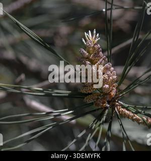 Young conifer cones on a branch, close-up Stock Photo