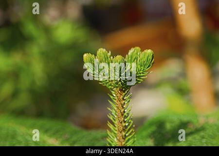 Bright coniferous green plant blooms in spring Stock Photo