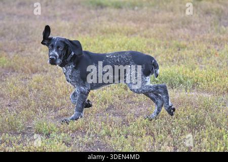 Hunting dog breed German Wirehaired pointer on the walk Stock Photo