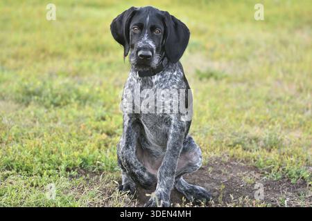 Hunting dog breed German Wirehaired pointer on the walk Stock Photo