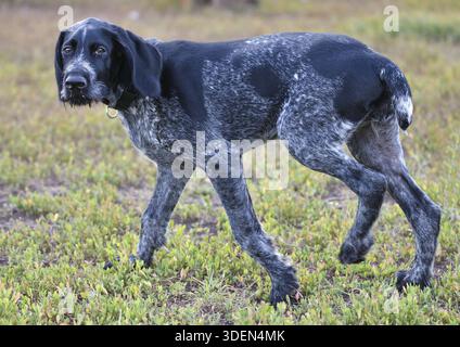 German wirehaired pointer or Drahthaar (Deutsch Drahthaar, Deutscher Drahthaariger Vorstehhund) on the walk Stock Photo