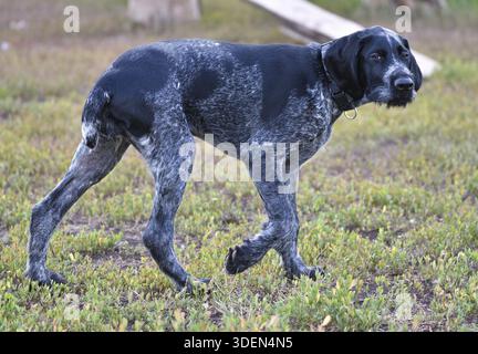 German wirehaired pointer or Drahthaar (Deutsch Drahthaar, Deutscher Drahthaariger Vorstehhund) on the walk Stock Photo