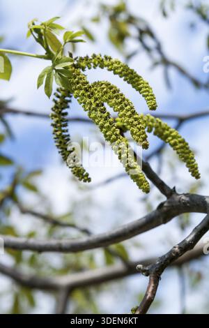 Spring blossoms tree walnuts with young green leaves on blue sky backgrounds, selective focus Stock Photo