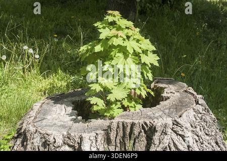 Sprouted sapling in cut oak tree log closeup Stock Photo