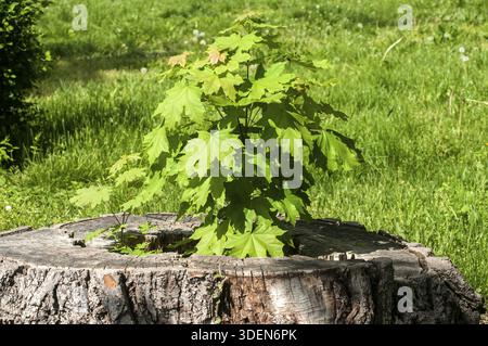 Sprouted sapling in cut oak tree log closeup Stock Photo