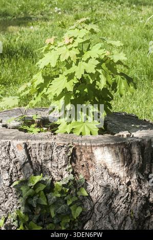 Sprouted sapling in cut oak tree log closeup Stock Photo