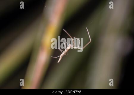 Isidis long-jawed spider (Tetragnatha isidis) hanging from single silk thread in Cairo garden, Egypt Stock Photo