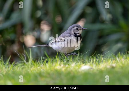 White wagtail (Motacilla alba) walking on garden lawn in Cairo, Egypt Stock Photo