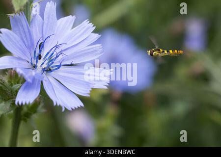 Gewöhnliche Langbauchschwebfliege, Blütenbesuch, Nektarsuche, Stift-Schwebfliege, Stiftschwebfliege, Langbauch-Schwebfliege, Schwebfliege, Männchen im Stock Photo